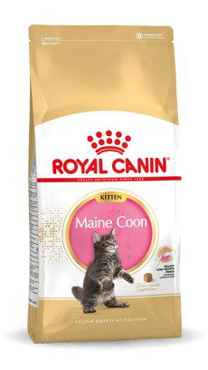 Royal Canin Maine Coon Kitten sausas maistas kačiukams : Pakuotė - 10 kg