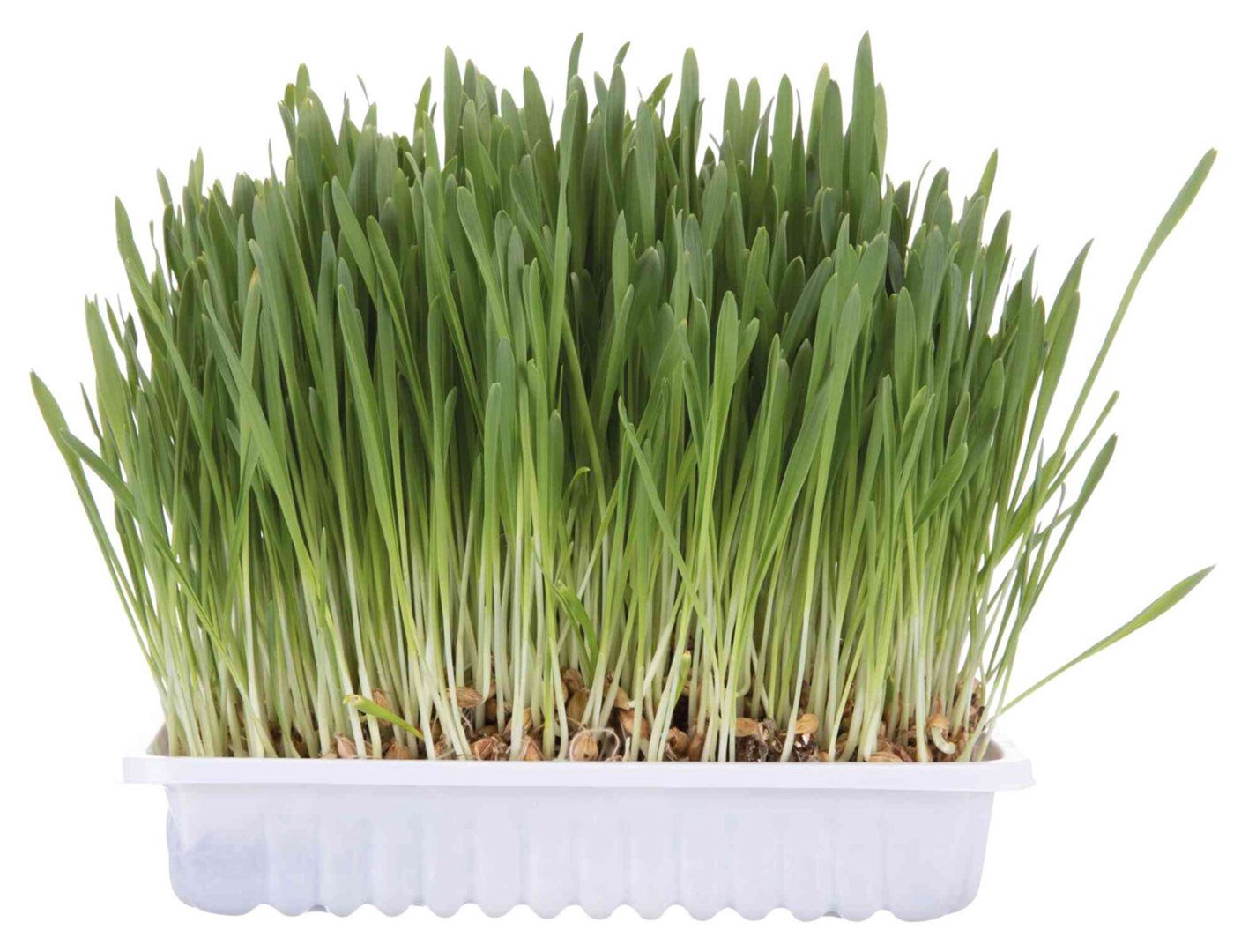 TRIXIE 4235 šuns arba katės gardėsis Katė 100 g