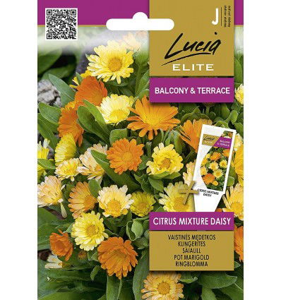 Vaistinių medetkų sėklos CITRUS MIXTURE DAISY, 0,5 g