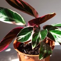 Stromanthe sanguinea Triostar
