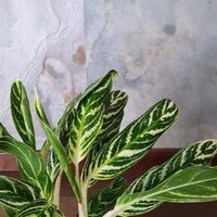 Aglaonema Amalia