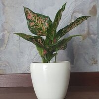 Aglaonema Army Red