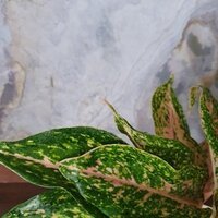 Aglaonema Brightness Queen