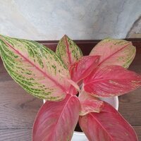 Aglaonema Golden Papaya