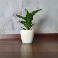 Dieffenbachia Green Magic