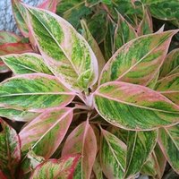 Aglaonema Striptease