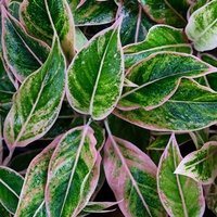 Aglaonema Pink Aurora