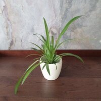 Chlorophytum Lemon