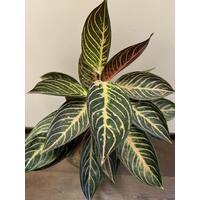 Aglaonema Pride of Sumatra