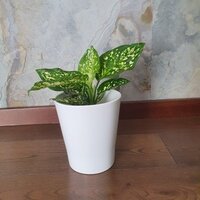 Aglaonema Snow white