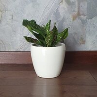 Aglaonema Pink Dalmation