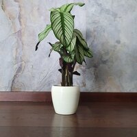 Calathea majestica White Star