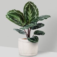 Calathea Medallion