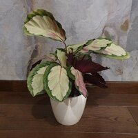 Calathea roseopicta Rosy