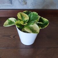 Peperomia Obtusifolia Green gold