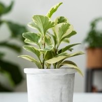 Peperomia Obtusifolia Variegata