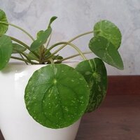 Pilea Peperomioides Mojito