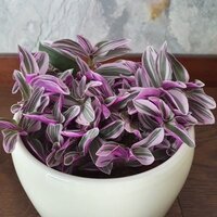 Tradescantia Sweetness