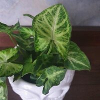 Syngonium Green Robusta