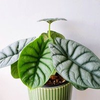 Alocasia baginda Silver Dragon