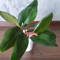 Philodendron Petit Congo