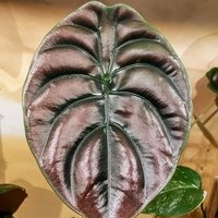 Alocasia cuprea Red Secret