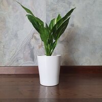 Spathiphyllum Domino