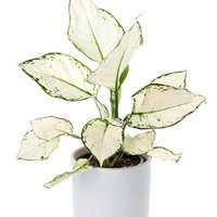 Aglaonema Super White