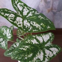 Caladium candidum