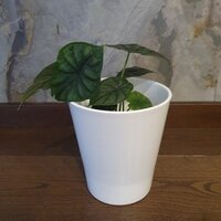 Alocasia Baginda Dragon scale