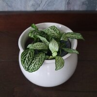 Fittonia Anne White