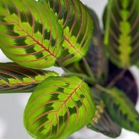 Maranta leuconeura Fascinator Tricolor