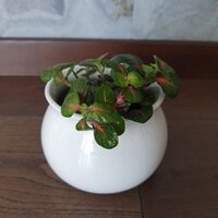 Fittonia Bubble Red