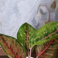 Aglaonema Painted Celebration