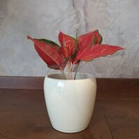 Aglaonema Red Elephant