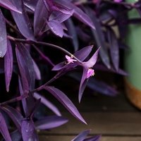 Tradescantia Purple Heart