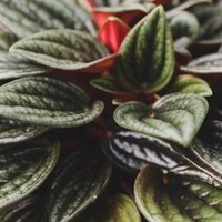 Peperomia Rosso