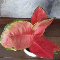 Aglaonema Silver Cherry