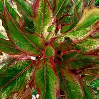 Aglaonema Siam Aurora