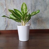 Aglaonema Milky Way