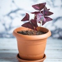 Oxalis triangularis