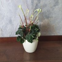 Peperomia caperata Lilian