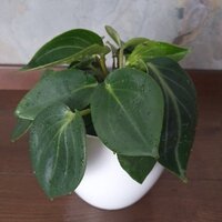 Peperomia maculosa Smaragd