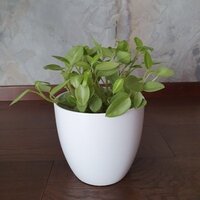 Peperomia orba Pixie Lime