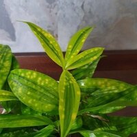 Dracaena surculosa Mike