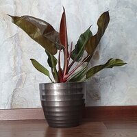 Philodendron Imperial Red