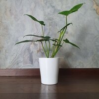 Philodendron Green Dragon