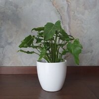 Philodendron Xanadu