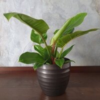 Philodendron erubescens Imperial Green