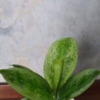 Aglaonema Lemon Mint